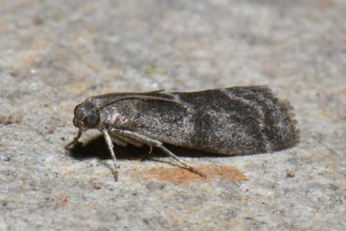 Apomyelois bistriatella